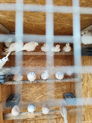 Porumbei voiajori stil vechi, straseri, germani - imagine 5