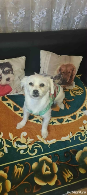 cauta stapan bichon maltez - imagine 2