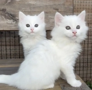 Angora turcească 1000 lei