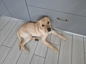 Cățea labrador de 6 luni caută o casă iubitoare.