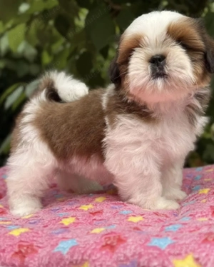 Shih-tzu sitzu față și baiat