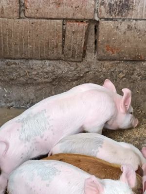 Vând purcei, porci și grasuni - imagine 3 Vând purcei, porci și grasuni - imagine 3