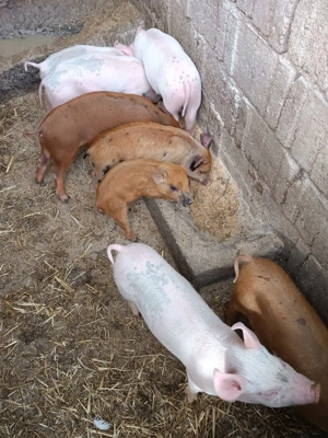 Vând purcei, porci și grasuni - imagine 2 Vând purcei, porci și grasuni - imagine 2