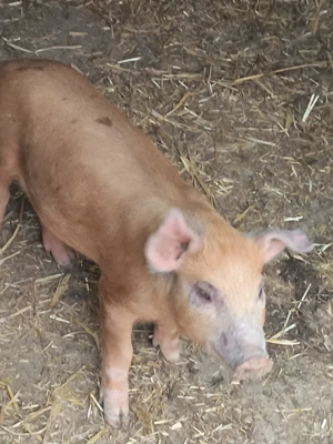 Vând purcei, porci și grasuni - imagine 4 Vând purcei, porci și grasuni - imagine 4