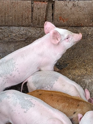 Vând purcei, porci și grasuni