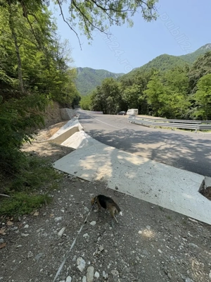 De Vanzare teren 7500m2 o parte livada, parte faneata in Herculane langa baraj - imagine 2