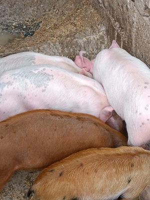 Vând purcei, porci și grasuni - imagine 5 Vând purcei, porci și grasuni - imagine 5