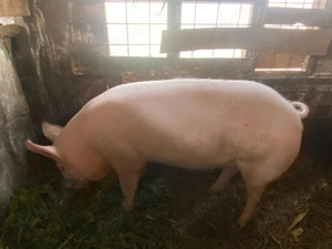 Porci disponibili  - imagine 4