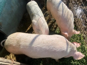 Porci disponibili  - imagine 3