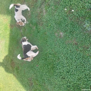 De vânzare  - imagine 4