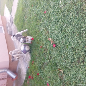 De vânzare  - imagine 2