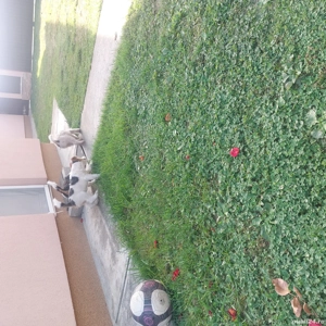 De vânzare  - imagine 3