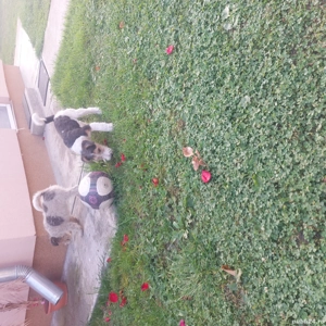 De vânzare  - imagine 5