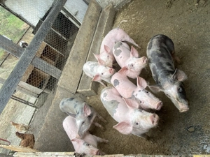 Soldani de vanzare - imagine 2 Soldani de vanzare - imagine 2