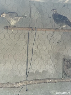 vand fazani auriu pe galben rata fluieratoare - imagine 4