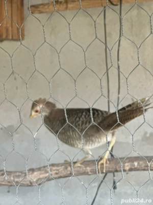 vand fazani auriu pe galben rata fluieratoare - imagine 3