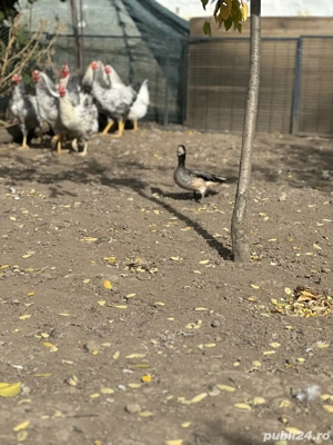 vand fazani auriu pe galben rata fluieratoare