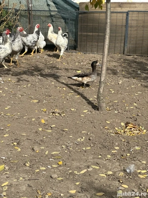 vand fazani auriu pe galben rata fluieratoare - imagine 2