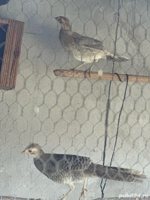 vand fazani auriu pe galben rata fluieratoare - imagine 5