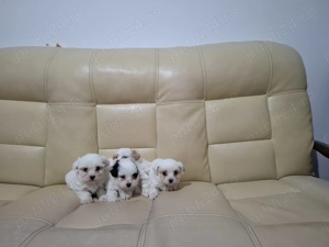 Vând pui bichon havanez 