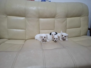 Vând pui bichon havanez  - imagine 2