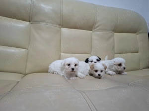 Vând pui bichon havanez  - imagine 3
