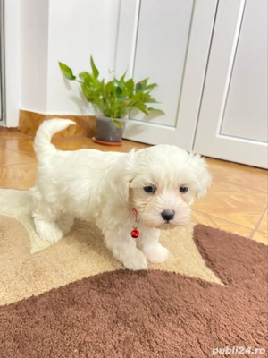 Puiuti bichon albi - imagine 3