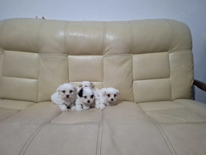 Vând pui bichon havanez  - imagine 4