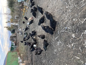 Vând cocoși austrolop ,rațe indiene ,bibilici .