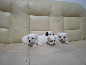 Vând pui bichon havanez  - imagine 5