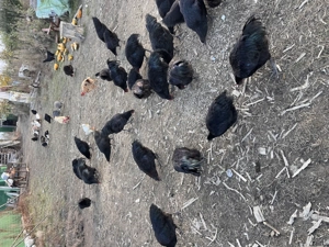 Vând cocoși austrolop ,rațe indiene ,bibilici . - imagine 4