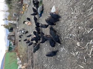 Vând cocoși austrolop ,rațe indiene ,bibilici . - imagine 2