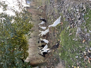 Vând cocoși austrolop ,rațe indiene ,bibilici . - imagine 5