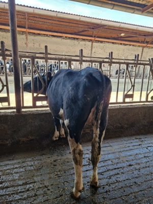 Vindem Tineret- Femele- Holstein - imagine 2