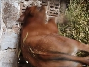 vaca si vitel de vanzare