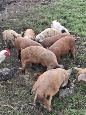 Purcei de vânzare!Au 7 săptămâni  - imagine 2