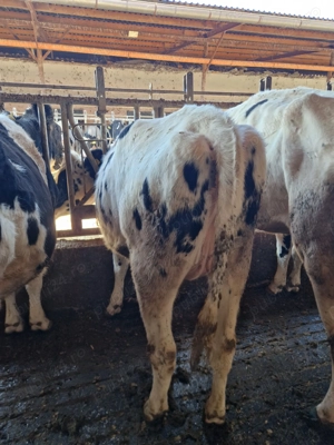 Vindem Tineret- Femele- Holstein - imagine 3