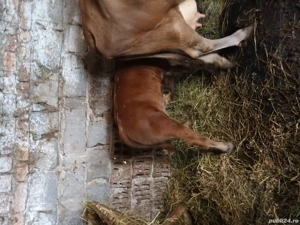 vaca si vitel de vanzare - imagine 2