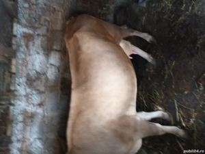 vaca si vitel de vanzare - imagine 3