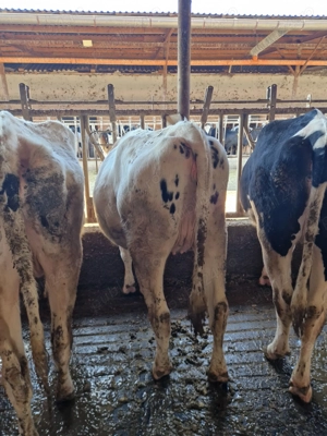 Vindem Tineret- Femele- Holstein - imagine 4