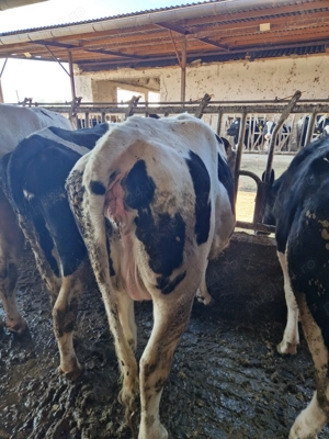 Vindem Tineret- Femele- Holstein - imagine 5