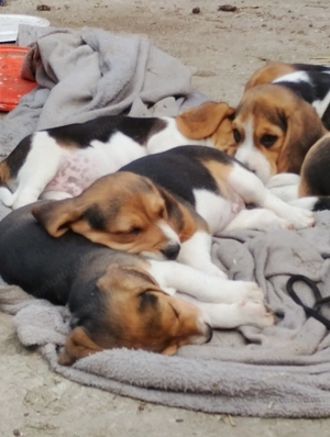 Vând căței beagle! 2 fetițe! - imagine 2