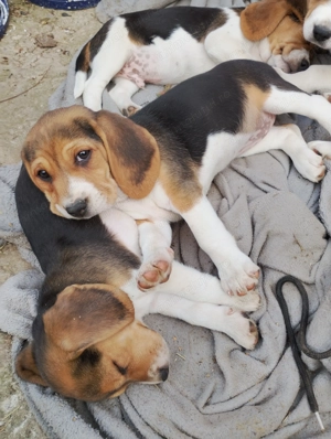 Vând căței beagle! 2 fetițe! - imagine 3