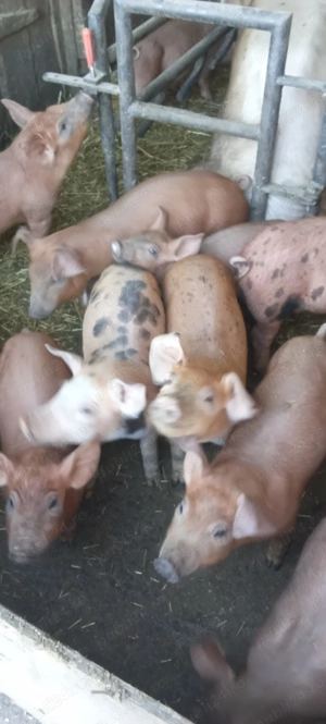 Purcei de vanzare - imagine 3