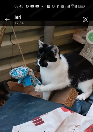 Dau spre adoptie pui de pisica blanda - imagine 3