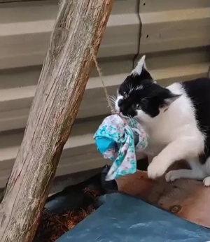 Dau spre adoptie pui de pisica blanda