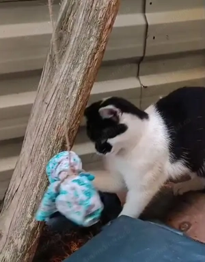 Dau spre adoptie pui de pisica blanda - imagine 2