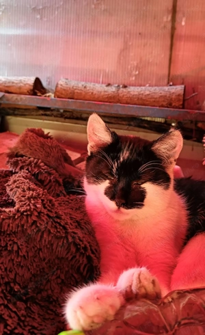 Dau spre adoptie pui de pisica blanda - imagine 5