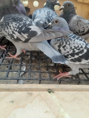 Vând porumbei de 2025 din porumbei zburați - imagine 2