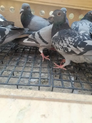 Vând porumbei de 2025 din porumbei zburați